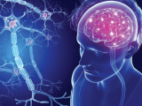 Evobrutinib reduce lesiones cerebrales en la EM