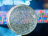 Caracterización microbiana discrimina fenotipos inflamatorios