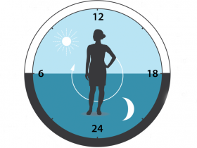 Componentes del reloj circadiano regulan la adipogénesis