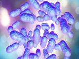 Bacterias intestinales son claves en la pérdida de peso