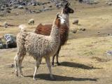 Anticuerpos de llamas como opción terapéutica contra la COVID-19
