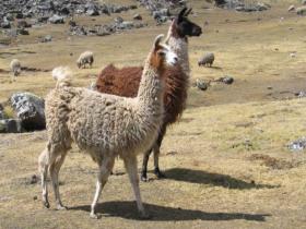 Anticuerpos de llamas como opción terapéutica contra la COVID-19