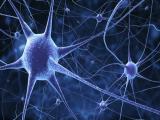 Neurocientíficos presentan atlas de células cerebrales 
