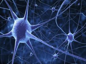 Neurocientíficos presentan atlas de células cerebrales 