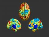Cerebro tiene su propia huella digital 