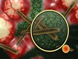 Nueva estrategia para combatir infecciones urinarias 