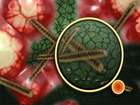 Nueva estrategia para combatir infecciones urinarias 