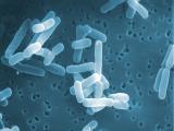Lactobacillus reuteri: al combate microscópico contra la Helicobacter pylori
