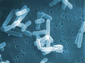 Lactobacillus reuteri: al combate microscópico contra la Helicobacter pylori