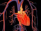 Proteínas pueden salvar al corazón después del cáncer 