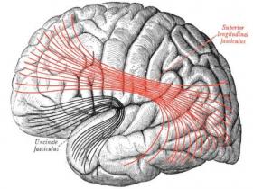 La música como reserva cognitiva del cerebro 