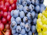 Uvas aumentan la diversidad de microbiota y reducen el colesterol