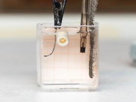 Microrobots pueden replicar tejido óseo 