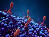 Bacteriófagos como terapia contra bacterias resistentes 