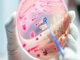 Suplemento alimentario propende la regulación de glucosa 