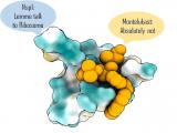 Montelukast puede bloquear proteína crucial del SARS-CoV-2