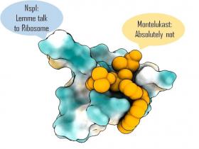 Montelukast puede bloquear proteína crucial del SARS-CoV-2