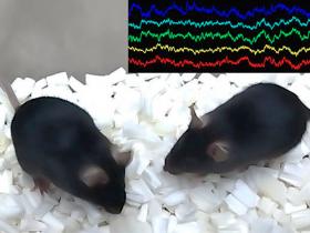 Patrones de actividad cerebral dirigidos al comportamiento social 