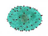 Acción de células T modificadas en organoides de pacientes con cáncer