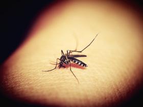 Anticuerpo monoclonal con efectividad de seis meses contra la malaria