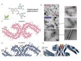 Micromoléculas rompen los ovillos amiloides que causan el Alzheimer