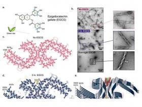 Micromoléculas rompen los ovillos amiloides que causan el Alzheimer