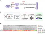 Sensibilidad al paclitaxel está impulsada por CDK4 y filamina A en ca de mama