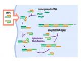 ADN se une a microARN de cáncer para desencadenar respuesta inmunitaria