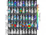 Medicina nuclear cura el linfoma no hodgkiniano en modelo preclínico