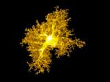 Células de apoyo del cerebro pueden desempeñar un papel clave en el TOC
