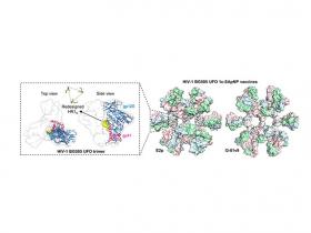 Nanopartículas proteicas autoensamblables como candidatos a vacuna contra el VIH-1