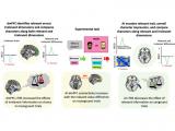Vía neural implicada en la separación y clasificación selectiva de la información social