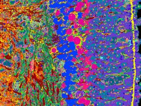 Atlas de alta resolución del desarrollo de la retina 