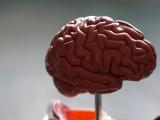 Campos eléctricos esculpen la actividad neuronal y afinan la estructura cerebral