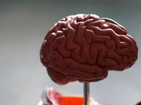 Campos eléctricos esculpen la actividad neuronal y 