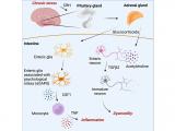 Sistema nervioso desencadena inflamación intestinal por estrés
