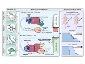 Combinación de enfoques epigenéticos y metabólicos para el tratamiento específico del cáncer 