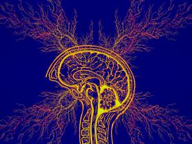 Cartografía de la epilepsia relacionada con lesiones en la red cerebral humana