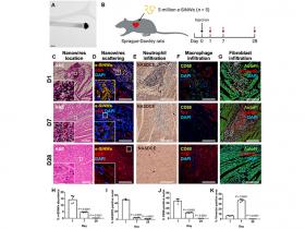 Reparación del corazón con nanocables de silicio y cardiomiocitos de células madre