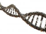 Nuevos genes de susceptibilidad al cáncer de mama