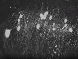 Mecanismo neuronal adaptativo que favorece un aprendizaje sólido y flexible