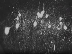Mecanismo neuronal adaptativo que favorece un aprendizaje sólido y flexible