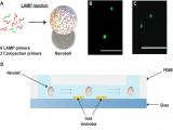 Cuantificación rápida de patógenos mediante nanobolas de ADN