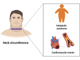 Contorno del cuello como predictor de enfermedades cardiovasculares