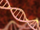 ARN de interferencia en el tratamiento de la amiloidosis cardíaca