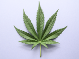 Consumo de cannabis genera trastorno de ansiedad