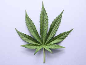 Consumo de cannabis genera trastorno de ansiedad