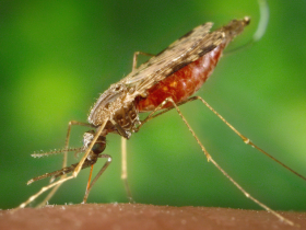 Anticuerpo monoclonal efectivo contra malaria en niños