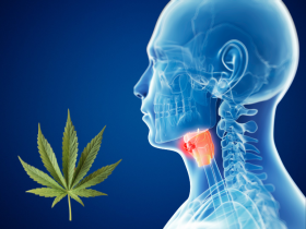 Consumo de cannabis se asocia a cáncer de cabeza y cuello