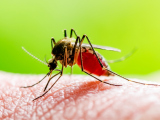 Parásitos modificados genéticamente inmunizan contra malaria